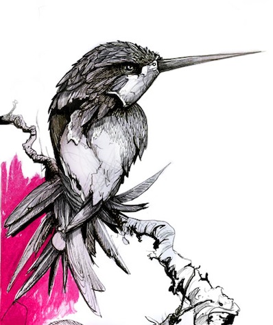 Hummingbird